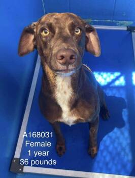 Green Goddess -  Australian Shepherd and Mixed Breed Dog for Adoption in Calgary, Alberta - Green Goddess | PetCurious