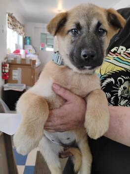German Shepherd Dog Dogs Available for Adoption in Polson, Montana - Pepperoni | PetCurious