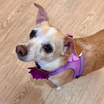 Chihuahua Dogs Available for Adoption - Indie Pop 13800 | PetCurious