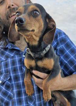 Dachshund Dogs Available for Adoption - Scooter | PetCurious