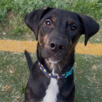 Doberman Pinscher and Labrador Retriever Dogs Available for Adoption in Carmel Hamlet, New York - Vander | PetCurious