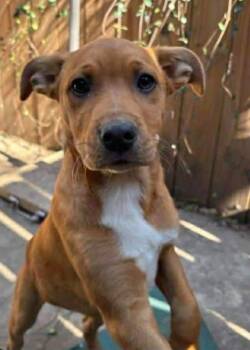 Retriever and Catahoula Leopard Dog Dogs Available for Adoption - Toby Elaine | PetCurious