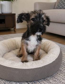 Buzz -  Wirehaired Terrier Dog for Adoption in Camp Pendleton North, California - Buzz | PetCurious