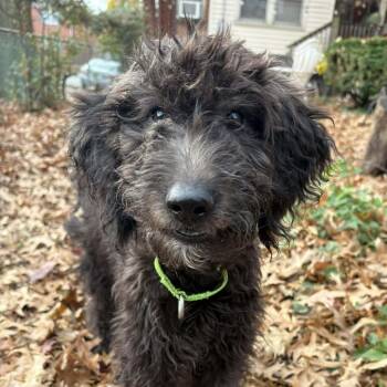 Rescue Poodle Dogs for Adoption in Fredericksburg, Virginia - Peanut Brittle | PetCurious