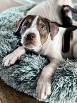Labrador Retriever and Pit Bull Terrier Dogs Available for Adoption - Winnie | PetCurious