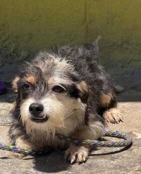 Coba -  Jack Russell Terrier and Yorkshire Terrier Dog for Adoption in Ramona, California - Coba | PetCurious