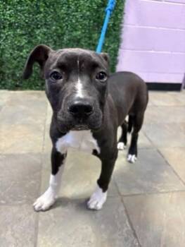 61136594 -  Pit Bull Terrier and Mixed Breed Dog for Adoption in El Paso, Texas - 61136594 | PetCurious