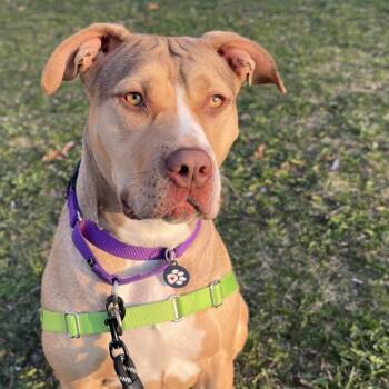 Rescue Mixed Breed Dogs for Adoption in Oak Brook, Illinois - Nova | PetCurious