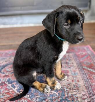Luca -  Mixed Breed and Labrador Retriever Dog for Adoption in Rollingwood, Texas - Luca | PetCurious
