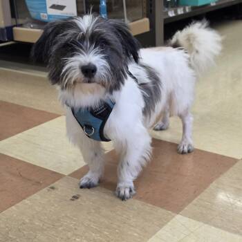 Tyler Flynn -  Shih Tzu and Havanese Dog for Adoption in Nashville, Tennessee - Tyler Flynn | PetCurious