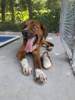 MURPHY -  Mixed Breed Dog for Adoption in Holbrook, New York - MURPHY | PetCurious