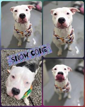 Rescue Mixed Breed Dogs for Adoption in Binghamton, New York - Snowcone | PetCurious