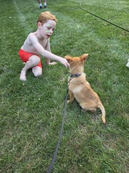Peanut -  Pomeranian and Australian Shepherd Dog for Adoption in Ocean Township, New Jersey - Peanut | PetCurious