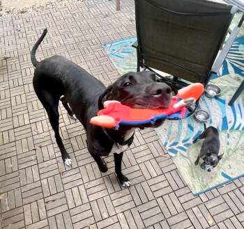 Rescue Great Dane Dogs for Adoption in Jackson, Mississippi - Gypsy The Gentle Giant | PetCurious