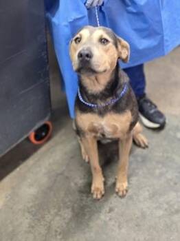 Ridge -  Mixed Breed Dog for Adoption in Fort Worth, Texas - Ridge | PetCurious