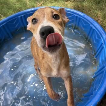 Leia -  Mixed Breed Dog for Adoption - Leia | PetCurious