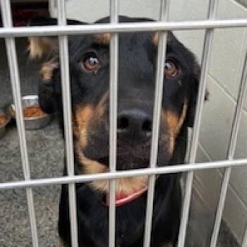 Rescue Mixed Breed Dogs for Adoption in Jeffersonville, Indiana - Jonah | PetCurious