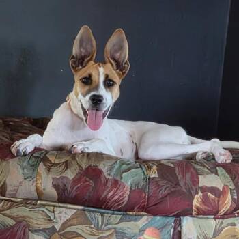 Kali -  Terrier and Mixed Breed Dog for Adoption in Corpus Christi, Texas - Kali | PetCurious