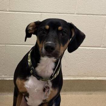 Jimmy -  Mixed Breed Dog for Adoption in Asheville, North Carolina - Jimmy | PetCurious