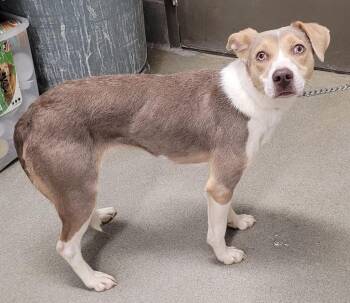 Hound Dogs Available for Adoption in Hopkinsville, Kentucky - Clover/Athena | PetCurious
