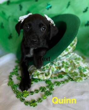 Golden Retriever and Labrador Retriever Dogs Available for Adoption - Lucky Charms :  Quinn | PetCurious