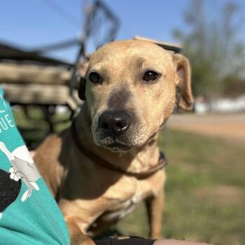 Terrier Dogs Available for Adoption - Owala | PetCurious