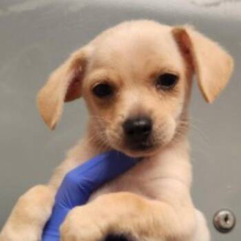 Taco -  Chihuahua Dog for Adoption in Copiague, New York - Taco | PetCurious