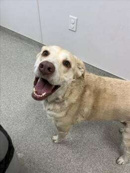 Labrador Retriever and Australian Shepherd Dogs Available for Adoption in Loveland, Colorado - NALA | PetCurious