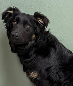 Mixed Breed Dogs Available for Adoption in Neillsville, Wisconsin - Dottie | PetCurious