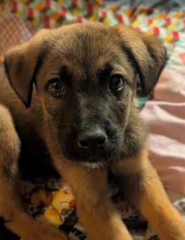 Ken -  Shepherd Dog for Adoption in Woodstock, Ontario - Ken | PetCurious