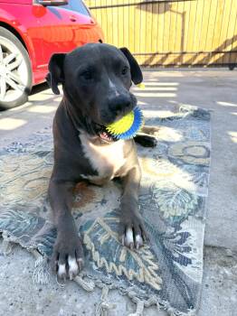 Rescue American Staffordshire Terrier Dogs for Adoption in Houston, Texas - Angelo : Big Heart. Bigger Smile | PetCurious