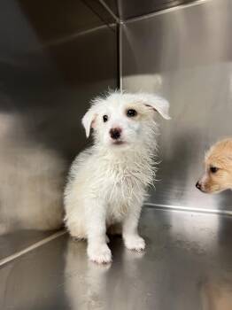 Australian Shepherd Dogs Available for Adoption - Shane | PetCurious