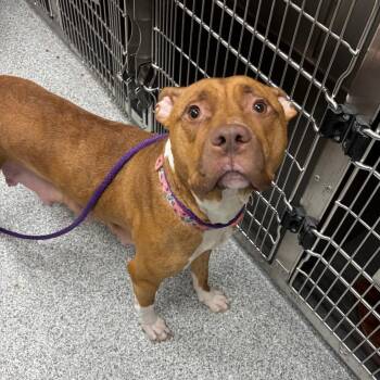 Summer -  American Staffordshire Terrier Dog for Adoption in Grand Rapids, Michigan - Summer | PetCurious