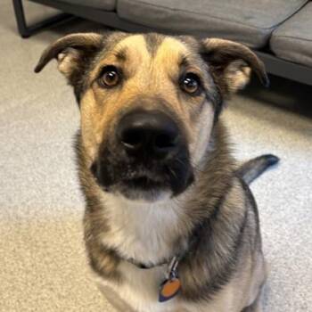 Bear -  Mixed Breed Dog for Adoption in Lansing, Michigan - Bear | PetCurious