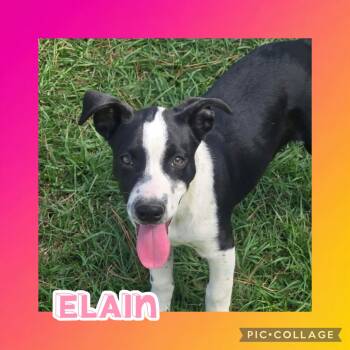 Elain -  Catahoula Leopard Dog and Pit Bull Terrier Dog for Adoption in Ringwood, New Jersey - Elain | PetCurious