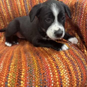 Labrador Retriever Dogs Available for Adoption - Candy | PetCurious