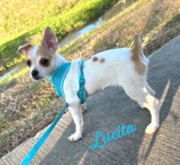 Lucita #sister-of-Bambi -  Chihuahua Dog for Adoption in Houston, Texas - Lucita #sister-of-Bambi | PetCurious
