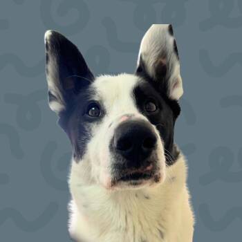 Remy -  Australian Cattle Dog Blue Heeler Dog for Adoption in Reno, Nevada - Remy | PetCurious