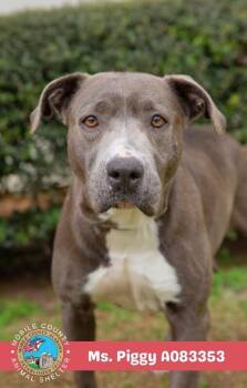 Ms. Piggy -  American Bulldog Dog for Adoption in Mobile, Alabama - Ms. Piggy | PetCurious
