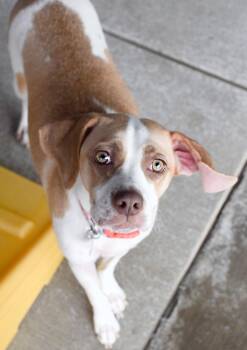 Beagle Dogs Available for Adoption in Pontiac, Michigan - Hulu | PetCurious