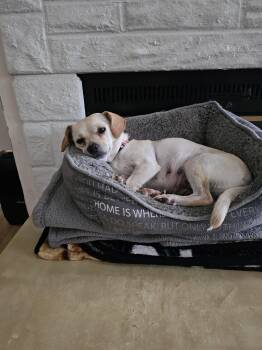 BRIE -  Chihuahua and Dachshund Dog for Adoption in Jackson Township, New Jersey - BRIE | PetCurious