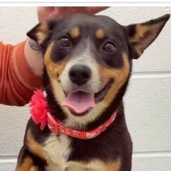 Australian Kelpie Dogs Available for Adoption in Ashland, Ohio - COPPER (Video) | PetCurious