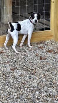 Rescue Jack Russell Terrier Dogs for Adoption in Grafton, Ohio - Francisco | PetCurious