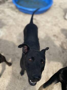 Rescue Labrador Retriever Dogs for Adoption in Tracy City, Tennessee - Whisper | PetCurious