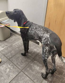 Rescue Coonhound Dogs for Adoption in Fairfax, Virginia - Jolene *Adopt Or Foster | PetCurious