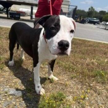 Rescue Mixed Breed Dogs for Adoption in Perryville, Arkansas - Paco | PetCurious