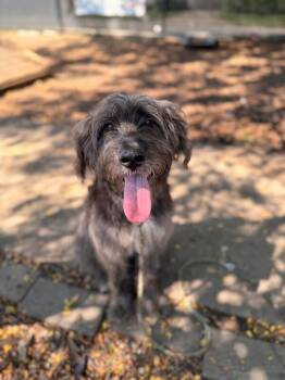 Roy McCoy -  Mixed Breed Dog for Adoption in Cincinnati, Ohio - Roy McCoy | PetCurious