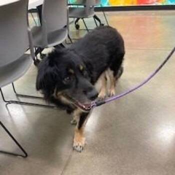 Hoss -  Australian Shepherd and German Shepherd Dog Dog for Adoption in York, Pennsylvania - Hoss | PetCurious