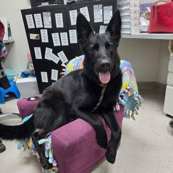 D26-040 Luna -  German Shepherd Dog Dog for Adoption - D26-040 Luna | PetCurious