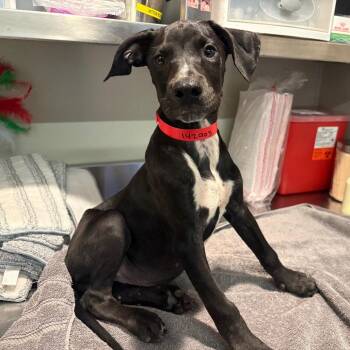 IVHS-Stray-142903 -  Doberman Pinscher Dog for Adoption in San Gabriel, California - IVHS-Stray-142903 | PetCurious